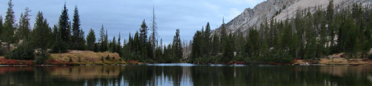 Trees surrounding Alice Lake